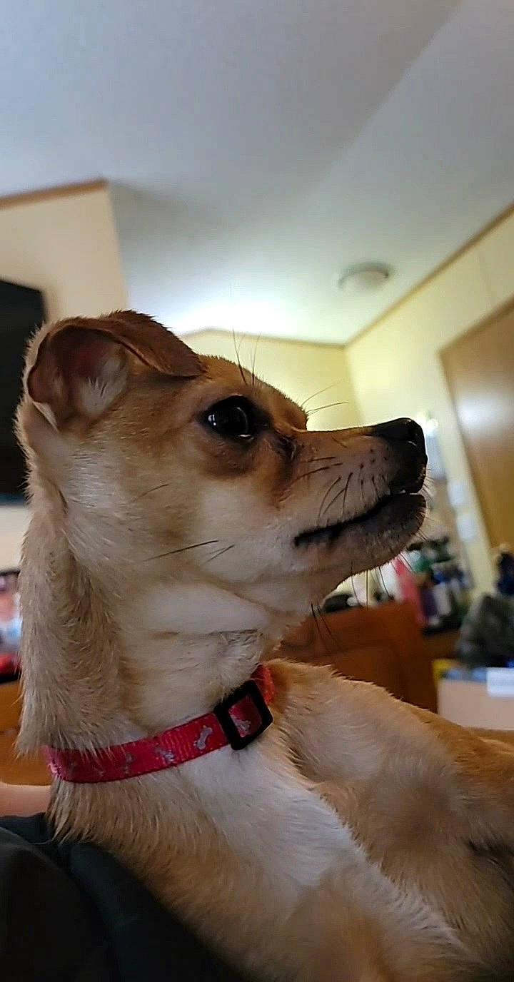 Gizmo is registered to the contest to win money with this photo: canidae, carnivore, collar, companion_dog, dog, dog_breed, dog_collar, dog_supply, door, eyewear, fawn, fur, leash, non_sporting_group, pet_supply, puppy, snout, sporting_group, whiskers, working_animal