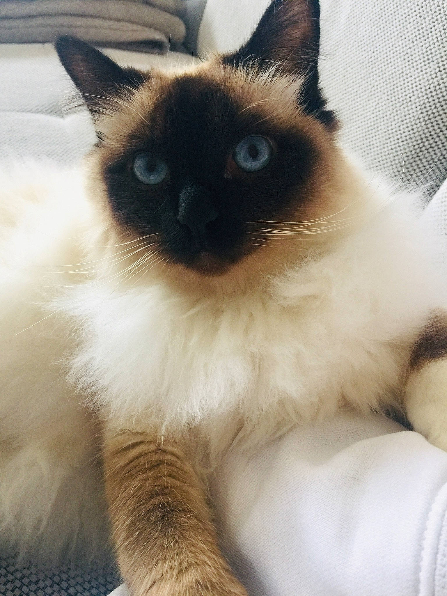 Orion a rejoint le concours — aidez-le/la à gagner de superbes lots ! balinese, birman, carnivore, cat, domestic_long_haired_cat, eye, felidae, himalayan, iris, javanese, kitten, mammal, ragdoll, siamese, small_to_medium_sized_cats, snowshoe, thai, tonkinese, vertebrate, whiskers
