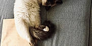 Orion participe au concours pour gagner de l'argent avec cette photo : cat, cat_like_mammal, flooring, fur, kitten, nap, paw, small_to_medium_sized_cats, whiskers