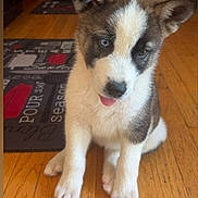 Foxxy Huney is registered to the contest to win money with this photo: puppy, dog, blue_eyes, brown_and_white_fur, tongue_out, wooden_floor, indoor, kitchen, cute, pet, young_dog, sitting, curious, animal, fur, ears, floor_mat, domestic, small_puppy, adorable