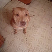 Bella joined the competition — help win amazing prizes! animal, brown_dog, canine, companion, curious, dog, domestic, ears, floor, floor_pattern, home, indoor, kitchen, looking_up, mammal, pet, snout, tile_floor, tile_pattern, wooden_cabinet