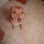 animal, brown_dog, canine, companion, curious, dog, domestic, ears, floor, floor_pattern, home, indoor, kitchen, looking_up, mammal, pet, snout, tile_floor, tile_pattern, wooden_cabinet