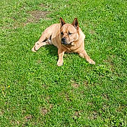 Charck a rejoint le concours — aidez-le/la à gagner de superbes lots ! dog, canine, tan_dog, outdoor, grass, lawn, lying_down, sitting, animal, pet, pointed_ears, short_hair, black_nose, facial_expression, backyard, nature, greenery, sunlight, relaxed, portrait