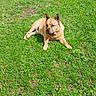 dog, canine, tan_dog, outdoor, grass, lawn, lying_down, sitting, animal, pet, pointed_ears, short_hair, black_nose, facial_expression, backyard, nature, greenery, sunlight, relaxed, portrait