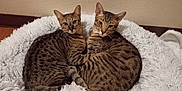 Celina And Pyro joined the competition — help win amazing prizes! animal, bed, cat, cats, cozy, curled, cute, domestic, ears, feline, fluffy, fur, indoor, looking, pair, pet, resting, spotted, together, whiskers