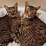 animal, bed, cat, cats, cozy, curled, cute, domestic, ears, feline, fluffy, fur, indoor, looking, pair, pet, resting, spotted, together, whiskers