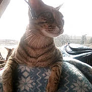 Celina And Pyro joined the competition — help win amazing prizes! animal, backlight, blanket, cat, cozy, curious, ears, feline, indoor, patterned_blanket, paws, perched, pet, resting, soft_light, striped_fur, tabby_cat, two_cats, whiskers, window