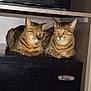 Celina And Pyro is registered to the contest to win money with this photo: animal, cat, companions, cozy, cute, domestic, feline, furniture, home, indoor, mini_fridge, pair, pets, relaxed, resting, sleeping, striped, tabby, two_cats, wooden_shelf