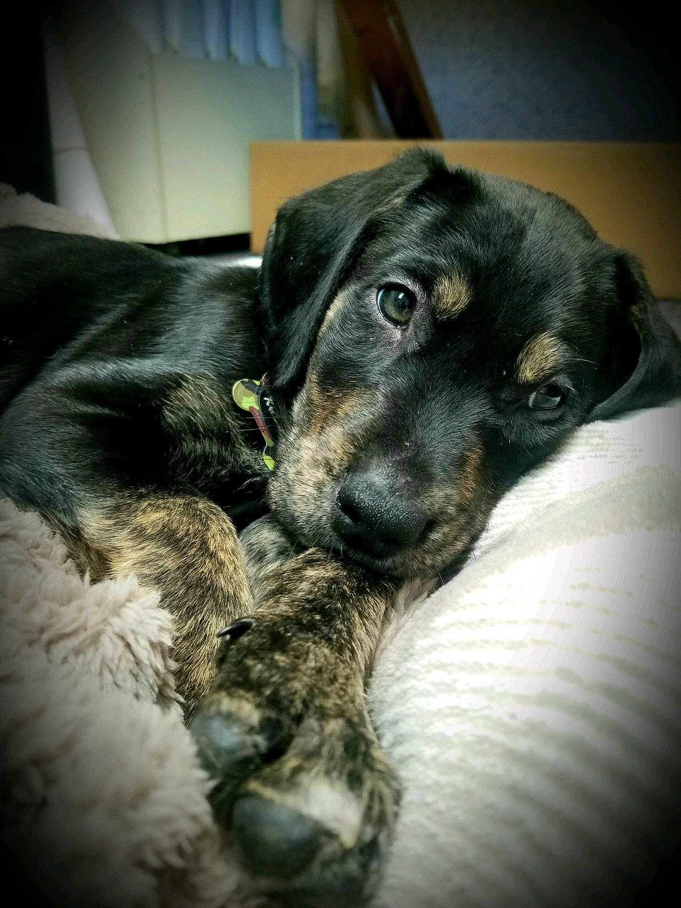 Ruger is registered to the contest to win money with this photo: borador, canidae, carnivore, comfort, companion_dog, couch, dog, dog_breed, fur, guard_dog, nap, paw, sleep, sporting_group, street_dog, whiskers, working_animal, working_dog