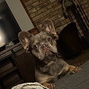 Wallace joined the competition — help win amazing prizes! animal, blanket, brick_wall, companion, couch, cozy, curious, dog, domestic_animal, ears, french_bulldog, front_view, home, indoor, living_room, looking, mammal, pet, resting, wooden_furniture