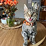 animal, bow_tie, cat, cute, domestic_cat, flowers, halloween, happy, home, indoor, kitten, orange_flowers, pet, pumpkin, tabby, table, vase, whiskers, wooden_table, young_cat