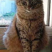 Styk a rejoint le concours — aidez-le/la à gagner de superbes lots ! animal, cat, closeup, domestic_cat, ears, eyes, feline, fluffy, fur, house, indoor, looking_at_camera, natural_light, pet, portrait, sitting, tabby, whiskers, window, wooden_surface