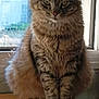 animal, cat, closeup, domestic_cat, ears, eyes, feline, fluffy, fur, house, indoor, looking_at_camera, natural_light, pet, portrait, sitting, tabby, whiskers, window, wooden_surface