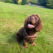Rollo is registered to the contest to win money with this photo: animal, brown_dog, canine, curly_fur, cute, daytime, dog, grass, green_grass, happy_dog, harness, leash, nature, outdoor, park, pet, playful, smiling_dog, sunny, trees