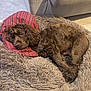 animal, brown_dog, canine, carpet, comfort, cozy, curled_up, curly_fur, cute, dog, fluffy_bed, furniture, home, indoor, nap, pet, red_pillow, relaxed, resting, sleeping