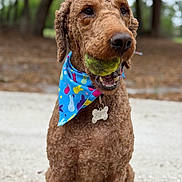 Charlie is registered to the contest to win money with this photo: dog, curly_hair, tennis_ball, blue_bandana, outdoor, pet, animal, playing, happy, sitting, nature, tree, grass, close_up, portrait, canine, fur, mouth, collar, tag