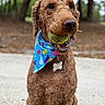 dog, curly_hair, tennis_ball, blue_bandana, outdoor, pet, animal, playing, happy, sitting, nature, tree, grass, close_up, portrait, canine, fur, mouth, collar, tag
