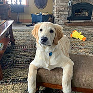 Ginger joined the competition — help win amazing prizes! bench, blue_bin, cozy, curious, cushion, dog, fireplace, floor, golden_retriever, home_decor, indoor, living_room, pet, puppy, rug, stone_wall, toy, window, wooden_furniture, yellow_duck