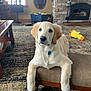 bench, blue_bin, cozy, curious, cushion, dog, fireplace, floor, golden_retriever, home_decor, indoor, living_room, pet, puppy, rug, stone_wall, toy, window, wooden_furniture, yellow_duck