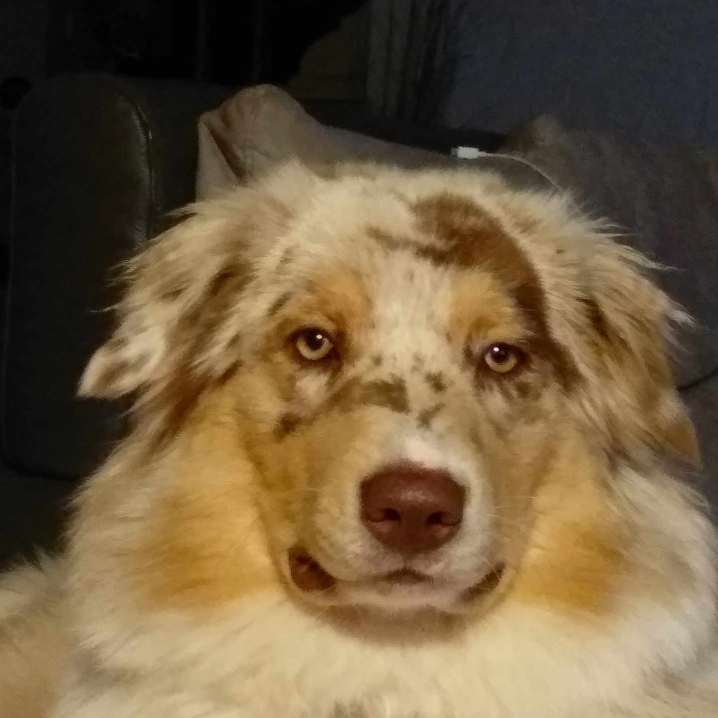 Roomba participe au concours pour gagner de l'argent avec cette photo : animal, brown, canine, close_up, companion, couch, dog, domestic, eyes, face, fluffy, fur, furniture, indoor, looking, mammal, pet, portrait, tan, white