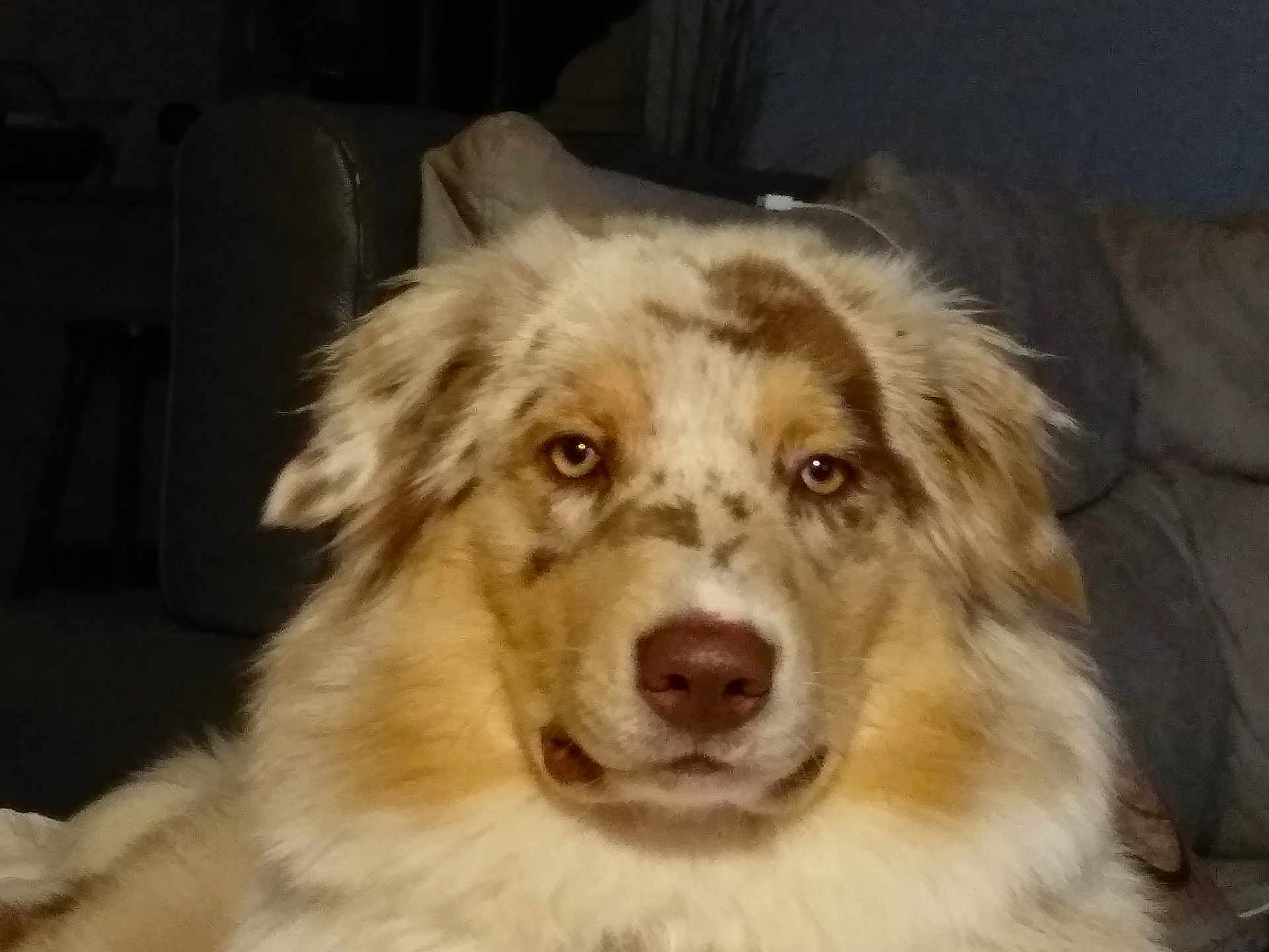 Roomba participe au concours pour gagner de l'argent avec cette photo : dog, close_up, indoor, fluffy, brown, white, tan, pet, face, fur, canine, looking, eyes, animal, couch, furniture, domestic, mammal, portrait, companion
