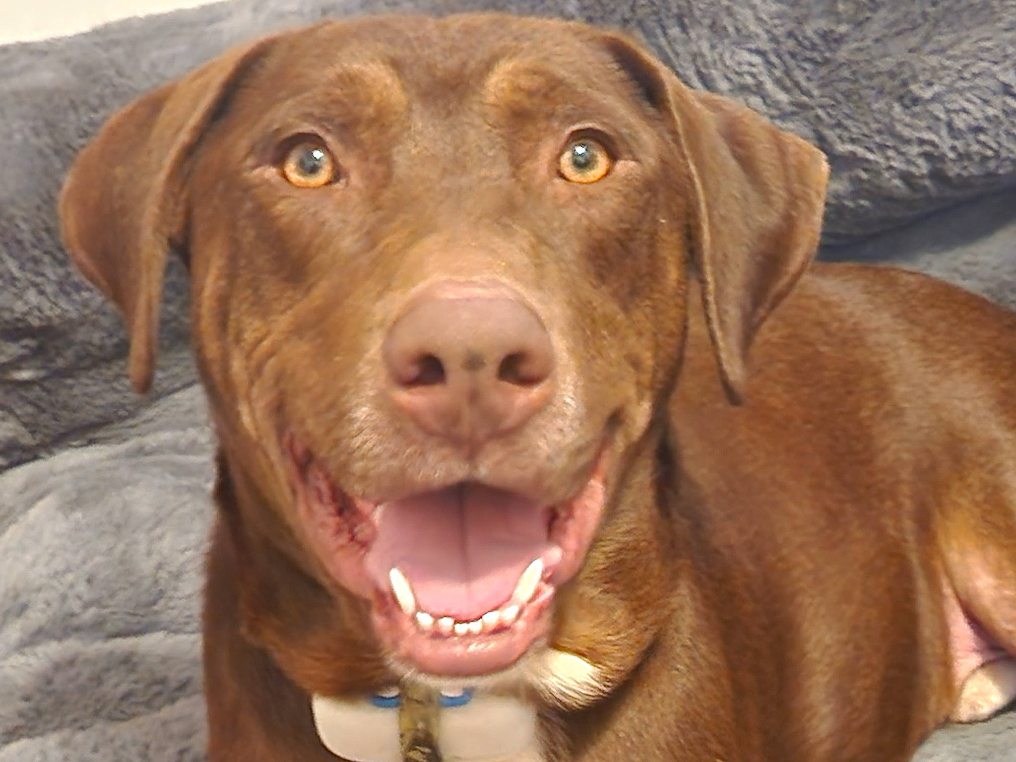 Guster is registered to the contest to win money with this photo: canidae, carnivore, collar, companion_dog, dog, dog_breed, dog_collar, fawn, fur, gun_dog, hunting_dog, liver, snout, sporting_group, whiskers, working_animal