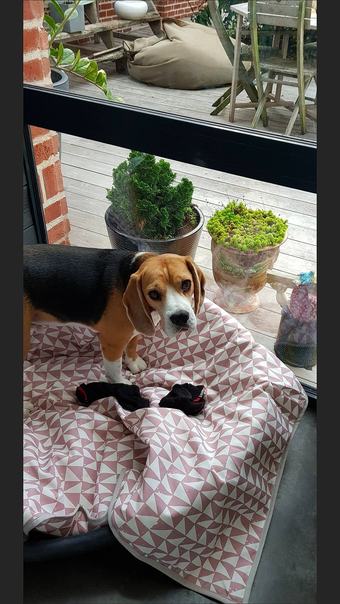 Mac a rejoint le concours — aidez-le/la à gagner de superbes lots ! basset_hound, beagle, beagle_harrier, canidae, carnivore, companion_dog, coonhound, dog, dog_breed, english_foxhound, finnish_hound, grand_anglo_francais_tricolore, harrier, hound, mammal, pocket_beagle, scent_hound, treeing_walker_coonhound, vertebrate