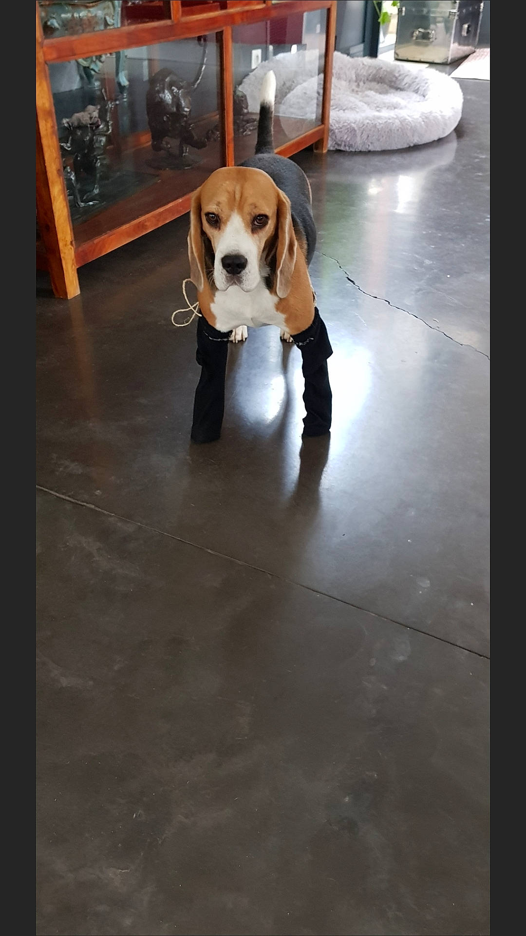 Mac a rejoint le concours — aidez-le/la à gagner de superbes lots ! american_foxhound, basset_artesien_normand, basset_hound, beagle, canidae, carnivore, companion_dog, coonhound, dog, dog_breed, finnish_hound, floor, flooring, hardwood, hound, pocket_beagle, rare_breed_dog, snout, sporting_group, treeing_walker_coonhound