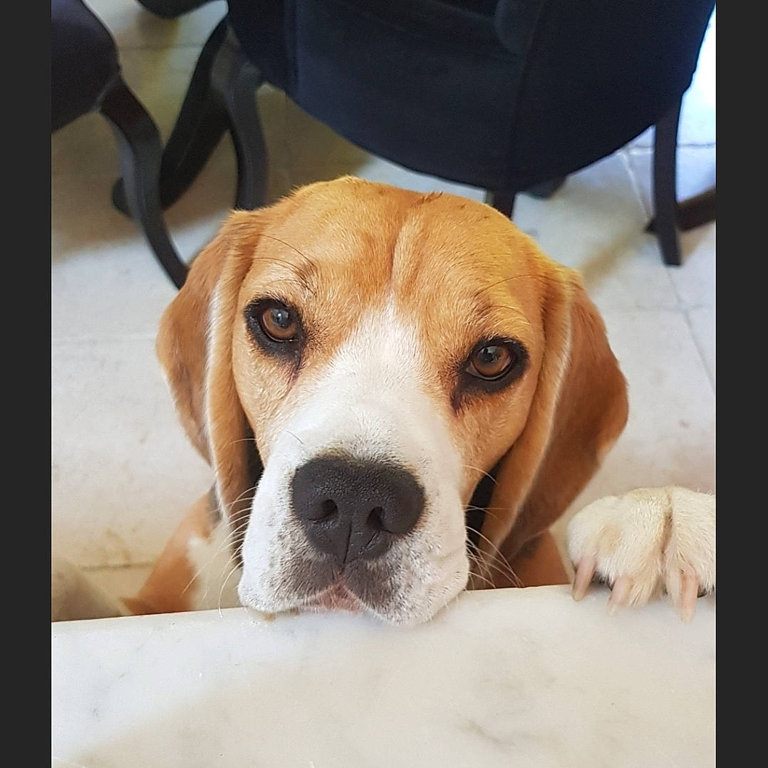 Mac participe au concours pour gagner de l'argent avec cette photo : american_foxhound, beagador, beagle, beagle_harrier, canidae, carnivore, companion_dog, dog, dog_breed, ear, english_foxhound, harrier, mammal, nose, pocket_beagle, puppy, rare_breed_dog, snout, treeing_walker_coonhound, vertebrate