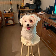 Pissou participe au concours pour gagner de l'argent avec cette photo : adorable, canine, cozy, dog, domestic, drawer, floor, fur, happy, indoor, pet, pink_bow, room, shelf, sitting, small_dog, stool, tongue_out, white_dog, wooden_furniture