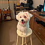 adorable, canine, cozy, dog, domestic, drawer, floor, fur, happy, indoor, pet, pink_bow, room, shelf, sitting, small_dog, stool, tongue_out, white_dog, wooden_furniture