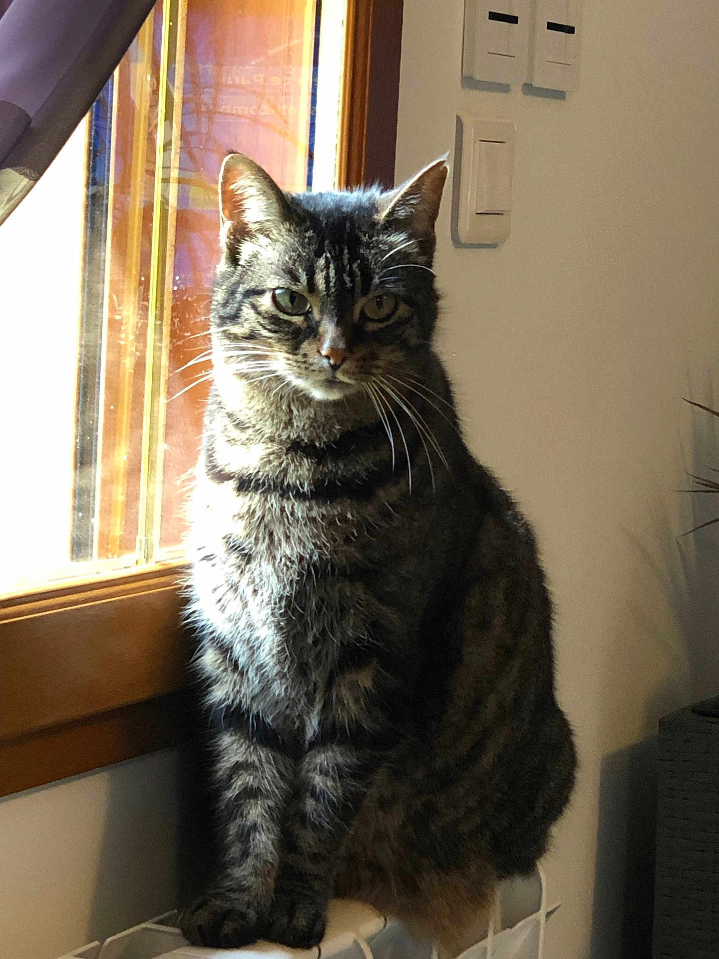 Guimauve a rejoint le concours — aidez-le/la à gagner de superbes lots ! abyssinian, animal, appliance, cat, couch, curtain, device, door, egyptiancat, electricaldevice, furniture, homedecor, indoors, kitten, manx, pet, switch, window, windowshade, windowsill