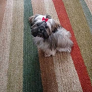 Teddy is registered to the contest to win money with this photo: dog, small_dog, bow, carpet, striped_carpet, indoor, pet, fluffy, cute, waiting, looking_up, furry, animal, companion, domestic_animal, adorable, red_bow, sitting, floor, curious
