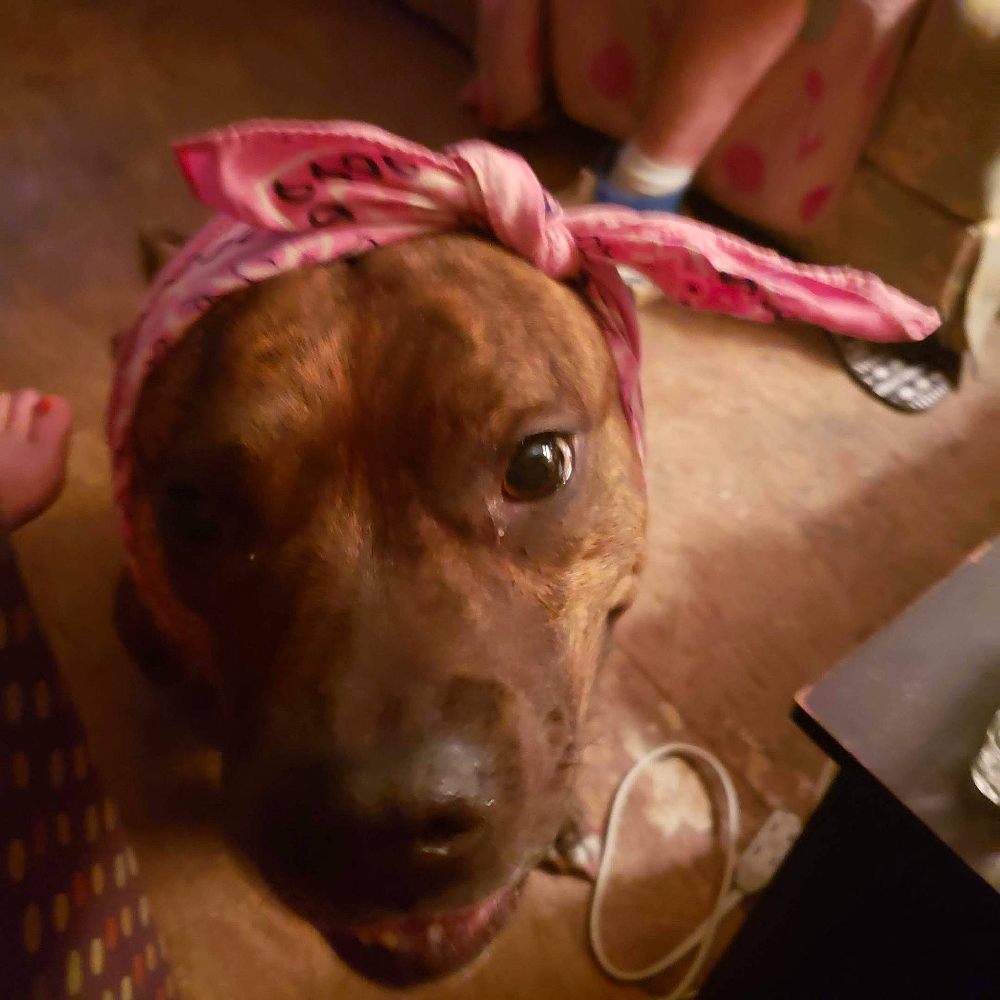 Ruby joined the competition — help win amazing prizes! canidae, carnivore, collar, companion_dog, dog, dog_breed, dog_clothes, dog_collar, dog_supply, ear, fashion_accessory, fawn, fur, liver, personal_protective_equipment, pet_supply, snout, sporting_group, whiskers, working_animal