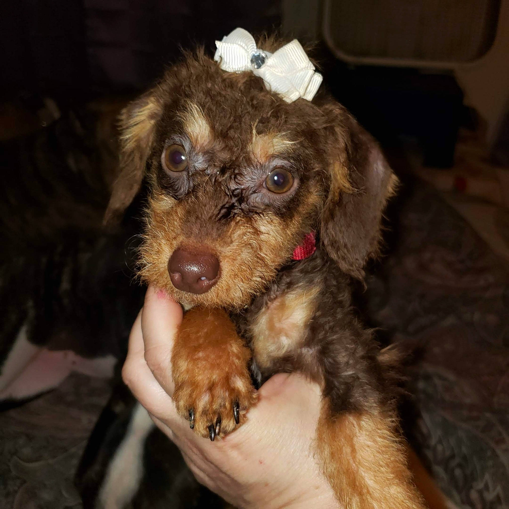 Nelly joined the competition — help win amazing prizes! canidae, carnivore, companion_dog, dog, dog_breed, ear, fawn, fur, liver, puppy, puppy_love, snout, sporting_group, terrestrial_animal, terrier, whiskers, working_animal