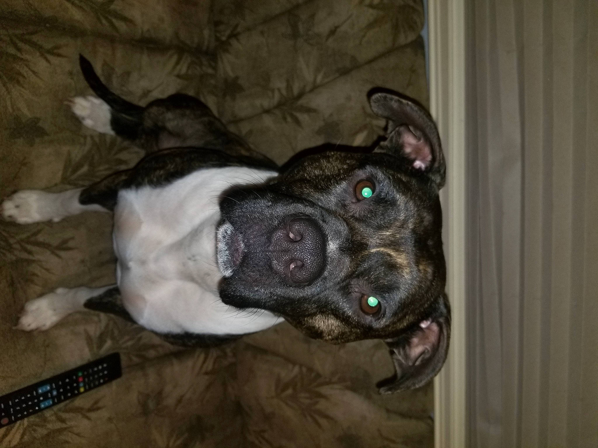 Meat joined the competition — help win amazing prizes! canidae, carnivore, collar, companion_dog, dog, dog_breed, dog_supply, ear, fawn, fur, grey, guard_dog, non_sporting_group, snout, sporting_group, tail, whiskers, working_animal