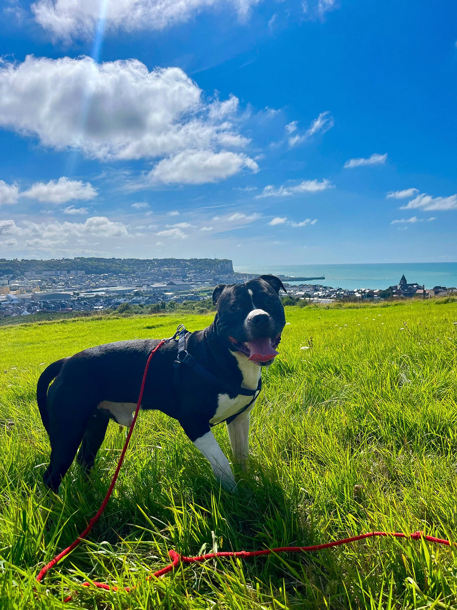 Taÿro a rejoint le concours — aidez-le/la à gagner de superbes lots ! carnivore, cloud, collar, companion_dog, dog, dog_breed, grass, grassland, happy, horizon, landscape, meadow, natural_landscape, people_in_nature, plant, prairie, rural_area, sky, water, working_animal