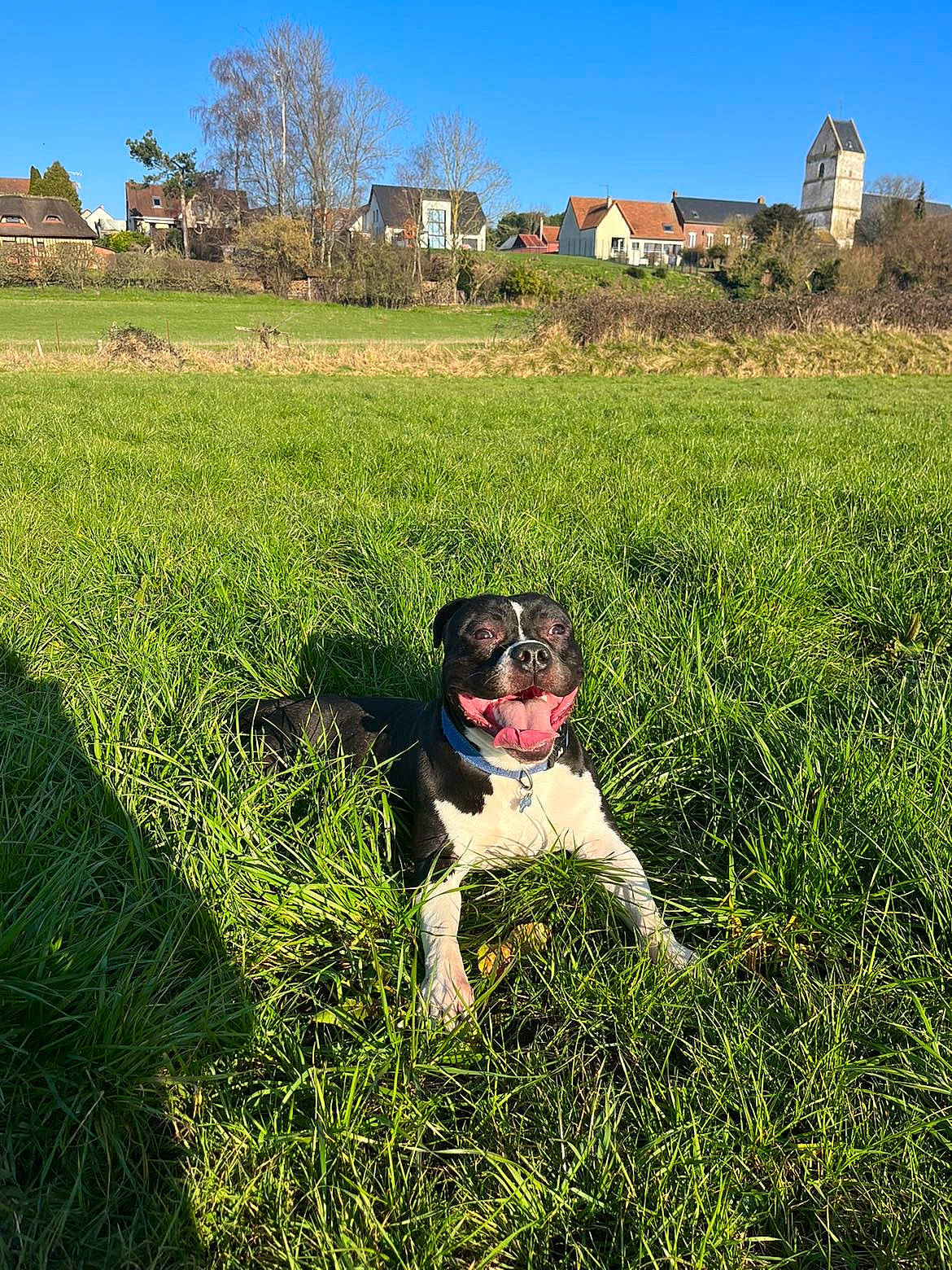 Taÿro participe au concours pour gagner de l'argent avec cette photo : agriculture, carnivore, companion_dog, dog, dog_breed, fawn, grass, grass_family, grassland, happy, landscape, lawn, meadow, people_in_nature, plant, shrub, sky, sunglasses, tree, working_animal