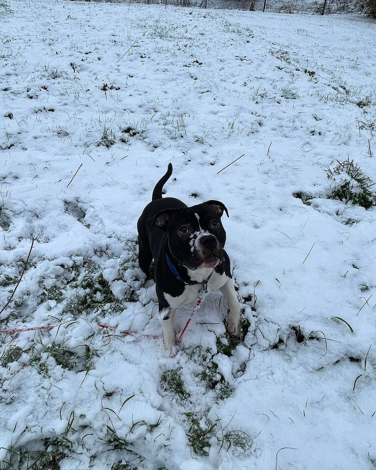 Taÿro a rejoint le concours — aidez-le/la à gagner de superbes lots ! canidae, carnivore, collar, companion_dog, dog, dog_breed, dog_collar, freezing, gun_dog, hunting_dog, non_sporting_group, plant, precipitation, snout, snow, sporting_group, tail, winter, working_animal, working_dog