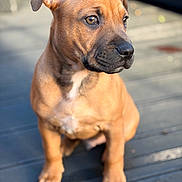 Rocco joined the competition — help win amazing prizes! puppy, dog, brown_fur, sitting, wooden_floor, outdoor, sunlight, pet, young_dog, cute, animal, canine, closeup, portrait, fur, ears, nose, eyes, adorable, young
