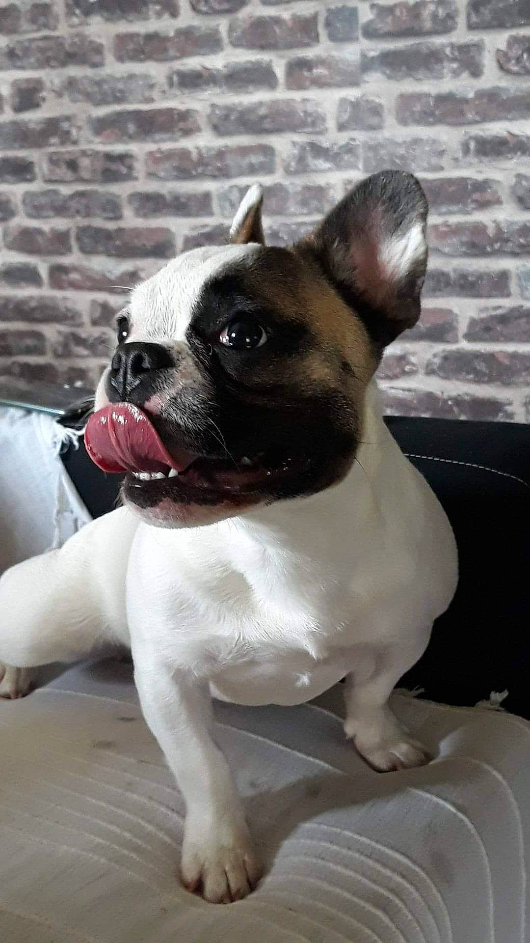 Casper a rejoint le concours — aidez-le/la à gagner de superbes lots ! boston_terrier, bulldog, canidae, carnivore, companion_dog, dog, dog_breed, dog_collar, ear, fawn, molosser, plant, snout, sporting_group, terrestrial_animal, toy_dog, whiskers, window, working_animal, wrinkle