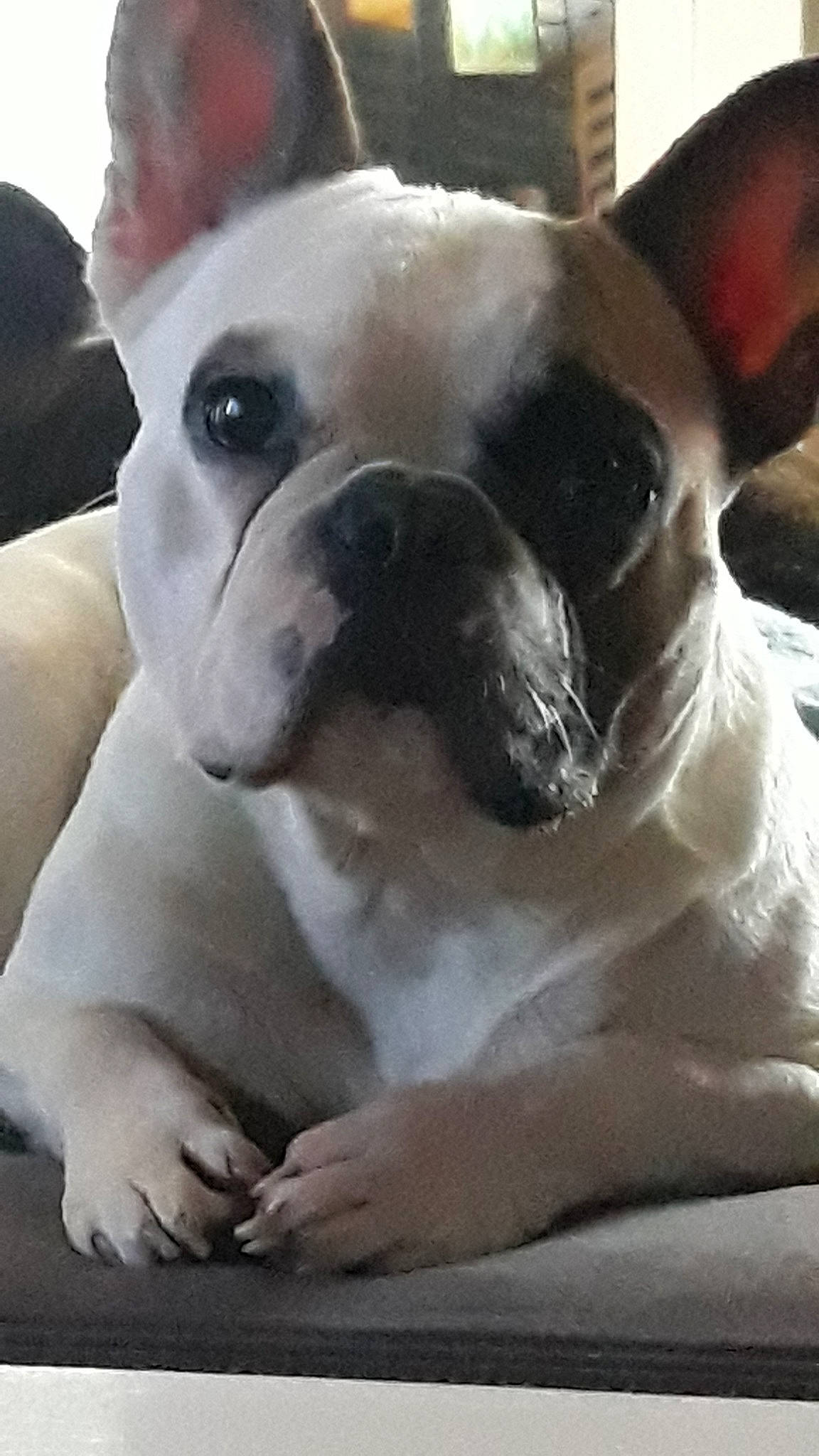 Casper a rejoint le concours — aidez-le/la à gagner de superbes lots ! ancient_dog_breeds, boston_terrier, bulldog, canidae, carnivore, companion_dog, dog, dog_breed, fawn, french_bulldog, mammal, molosser, non_sporting_group, nose, puppy_love, rare_breed_dog, snout, toy_bulldog, vertebrate, whiskers