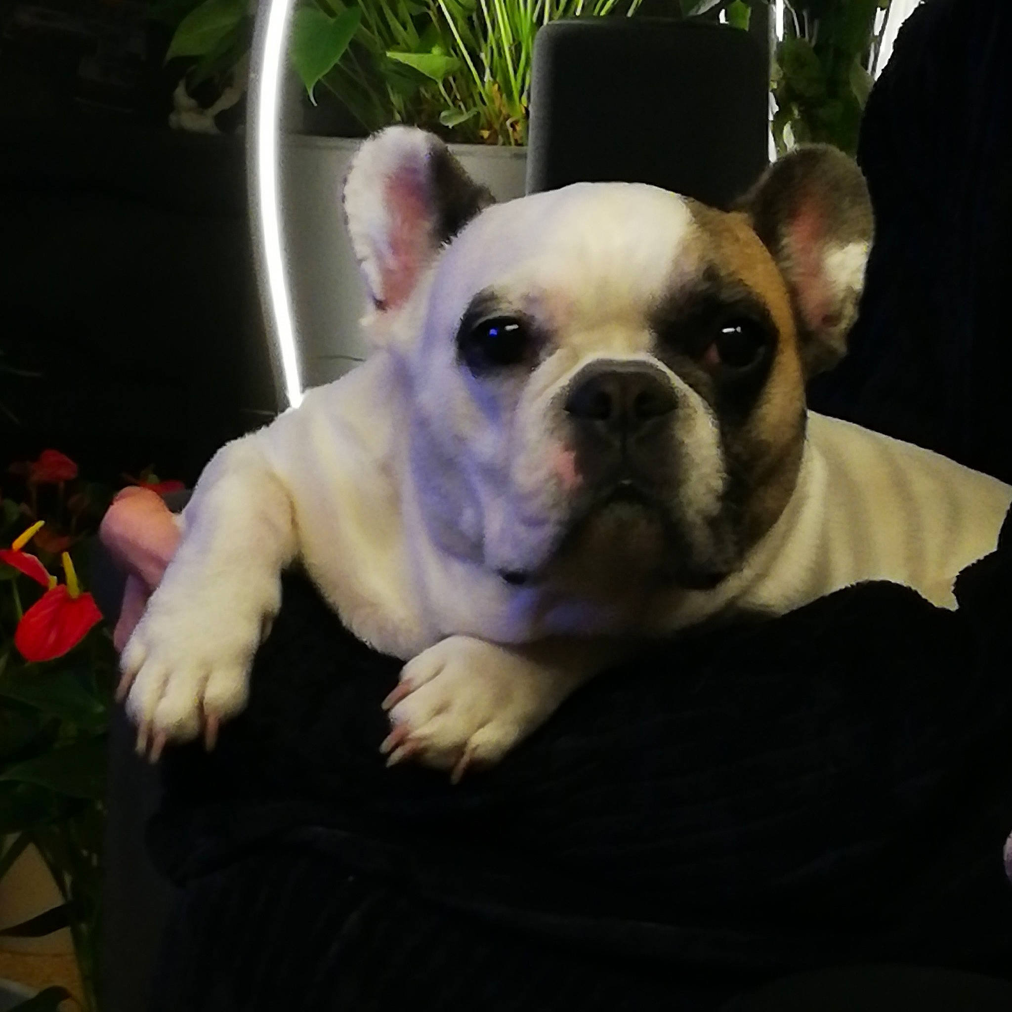 Casper participe au concours pour gagner de l'argent avec cette photo : bulldog, canidae, carnivore, comfort, companion_dog, dog, dog_breed, ear, fawn, flowerpot, grass, mammal, plant, snout, sporting_group, terrestrial_animal, toy_dog, whiskers, working_animal, wrinkle