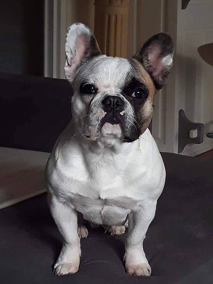 Casper participe au concours pour gagner de l'argent avec cette photo : bulldog, canidae, carnivore, companion_dog, dog, dog_breed, ear, fawn, non_sporting_group, snout, sporting_group, terrestrial_animal, toy_dog, whiskers, working_animal, wrinkle