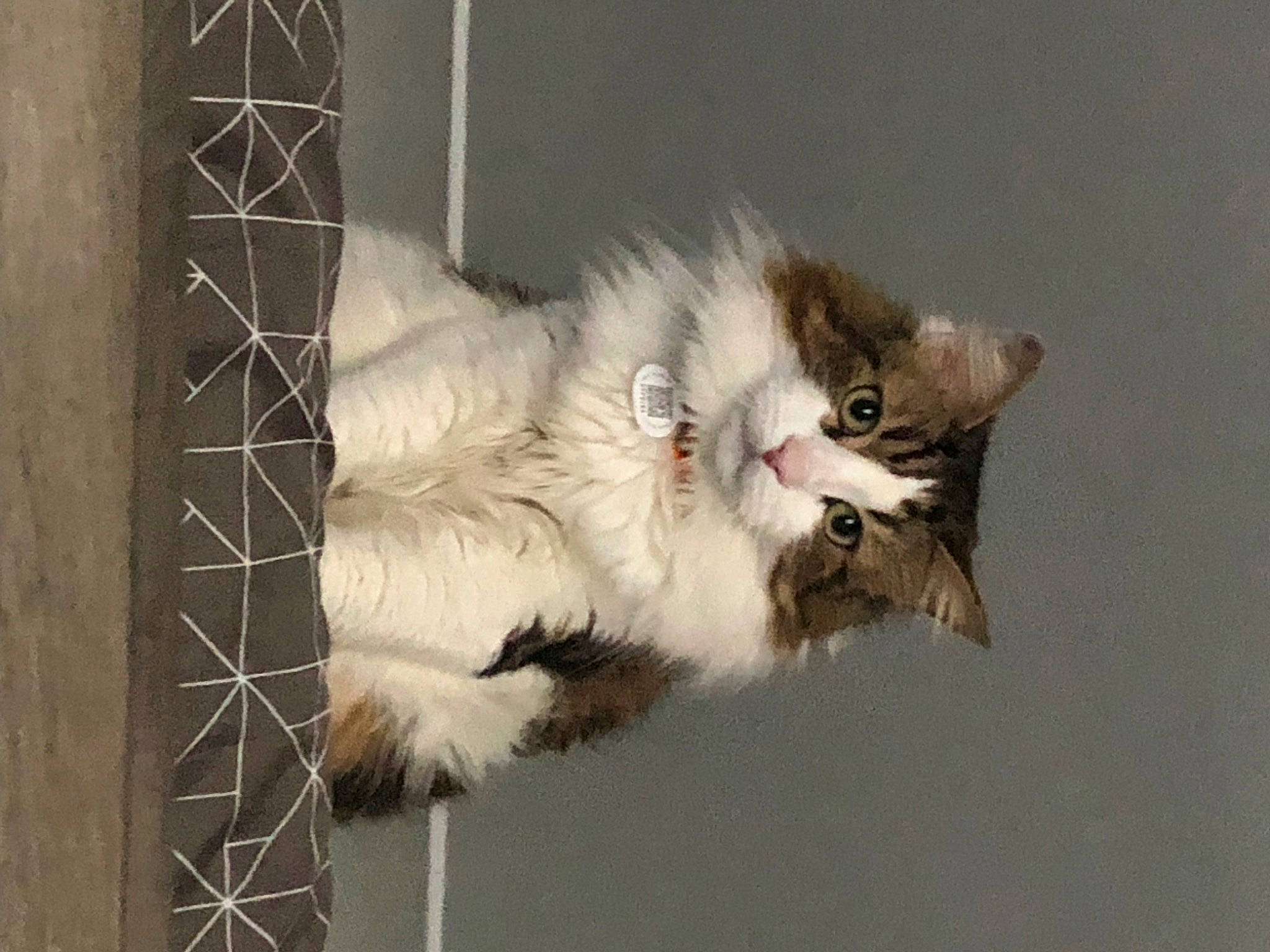 Spayke participe au concours pour gagner de l'argent avec cette photo : british_longhair, carnivore, cat, claw, dog_breed, fang, fawn, feather, felidae, fur, paw, small_to_medium_sized_cats, snout, tail, terrestrial_animal, whiskers, window