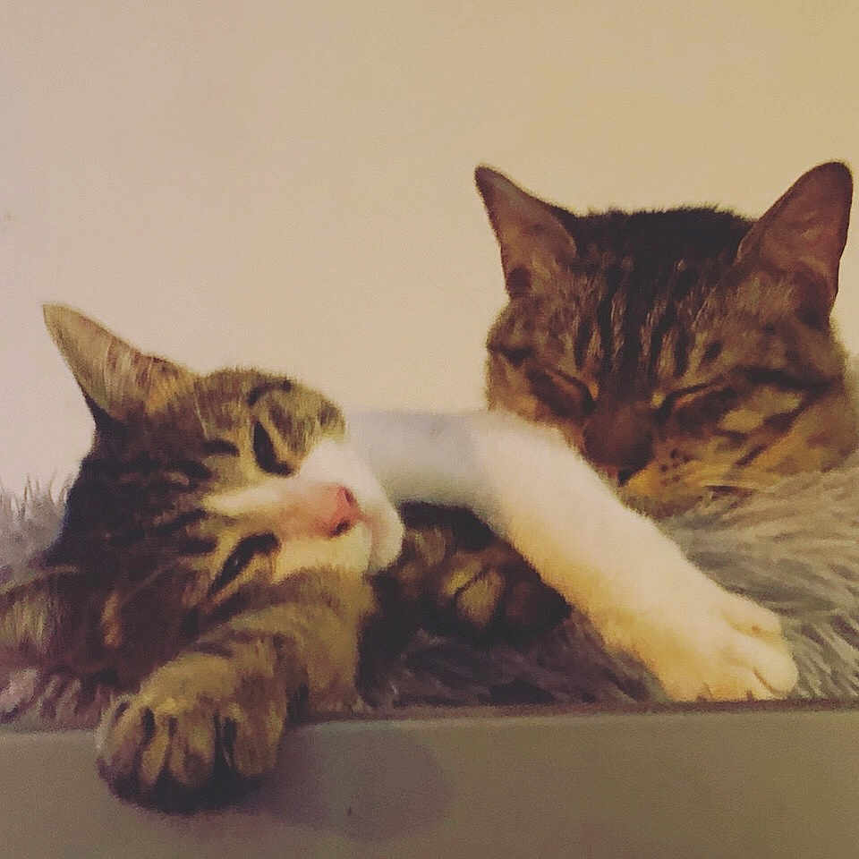 Tigrou Et Chi participe au concours pour gagner de l'argent avec cette photo : abyssinian, angora, animal, art, beak, bird, cat, egyptiancat, electronics, face, hardware, head, kitten, manx, painting, person, pet, photography, portrait, sleeping
