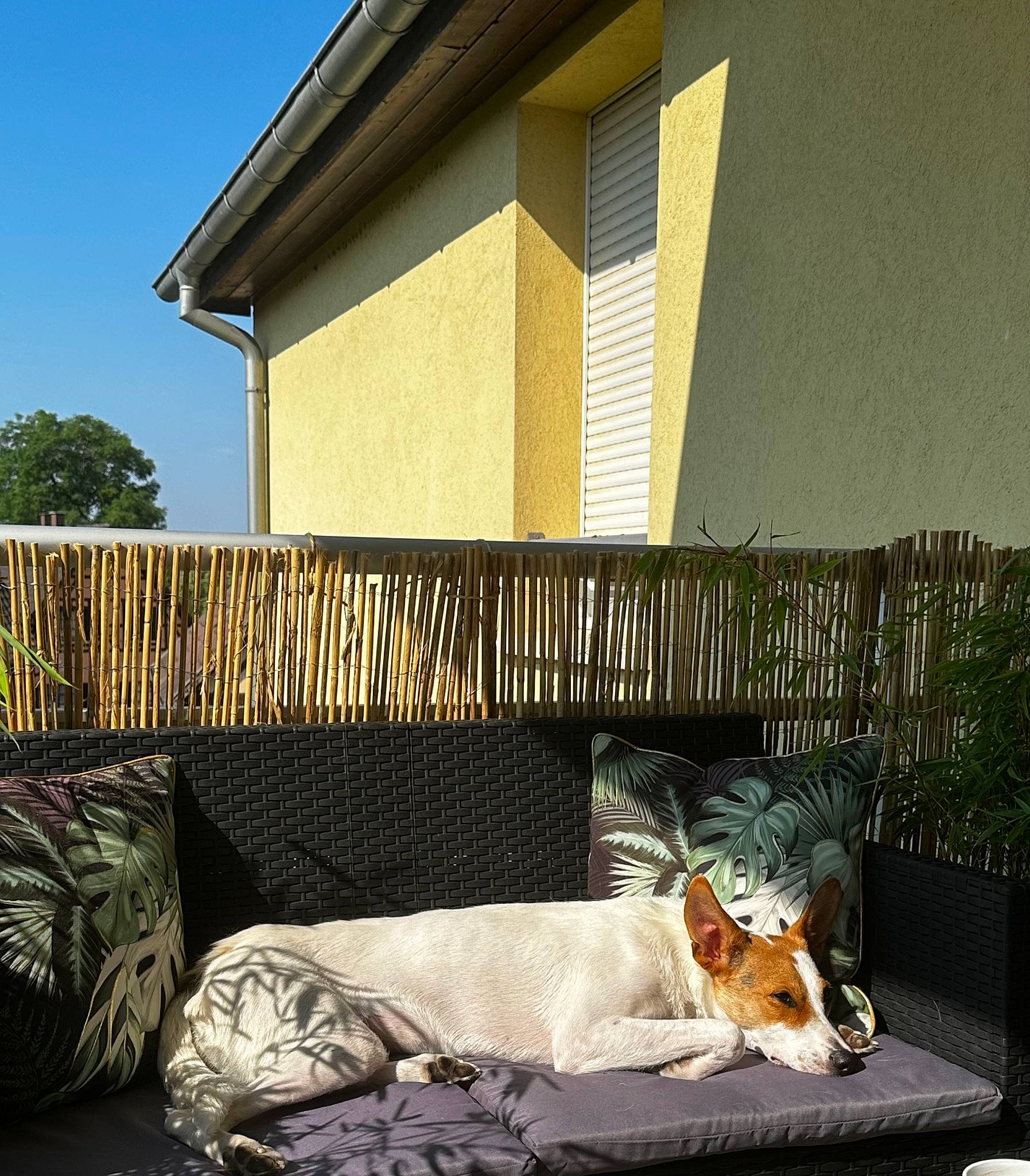 Millie a rejoint le concours — aidez-le/la à gagner de superbes lots ! building, carnivore, comfort, companion_dog, dog, dog_breed, fawn, felidae, grass, house, plant, property, real_estate, shade, sky, sunlight, tints_and_shades, tree, wall, wood
