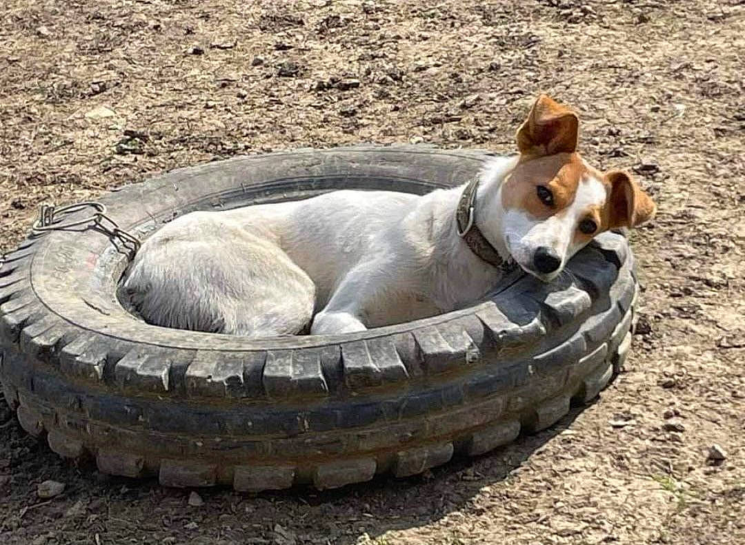 Millie a rejoint le concours — aidez-le/la à gagner de superbes lots ! automotive_tire, automotive_wheel_system, canidae, carnivore, comfort, companion_dog, dog, dog_breed, dog_supply, fawn, non_sporting_group, paw, pet_supply, snout, soil, sporting_group, street_dog, tail, terrestrial_animal, wildlife