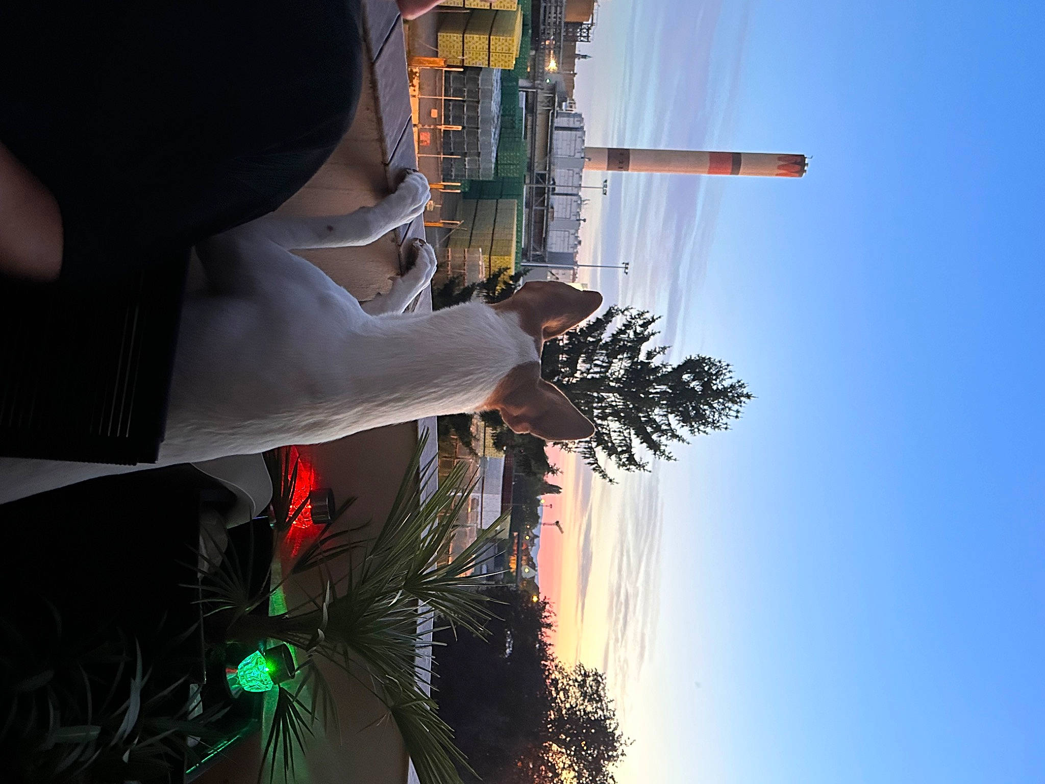 Millie a rejoint le concours — aidez-le/la à gagner de superbes lots ! arecales, beauty, building, city, electricity, fun, hat, heat, leisure, light, plant, pole, public_utility, reflection, sky, space, street_light, travel, tree, world