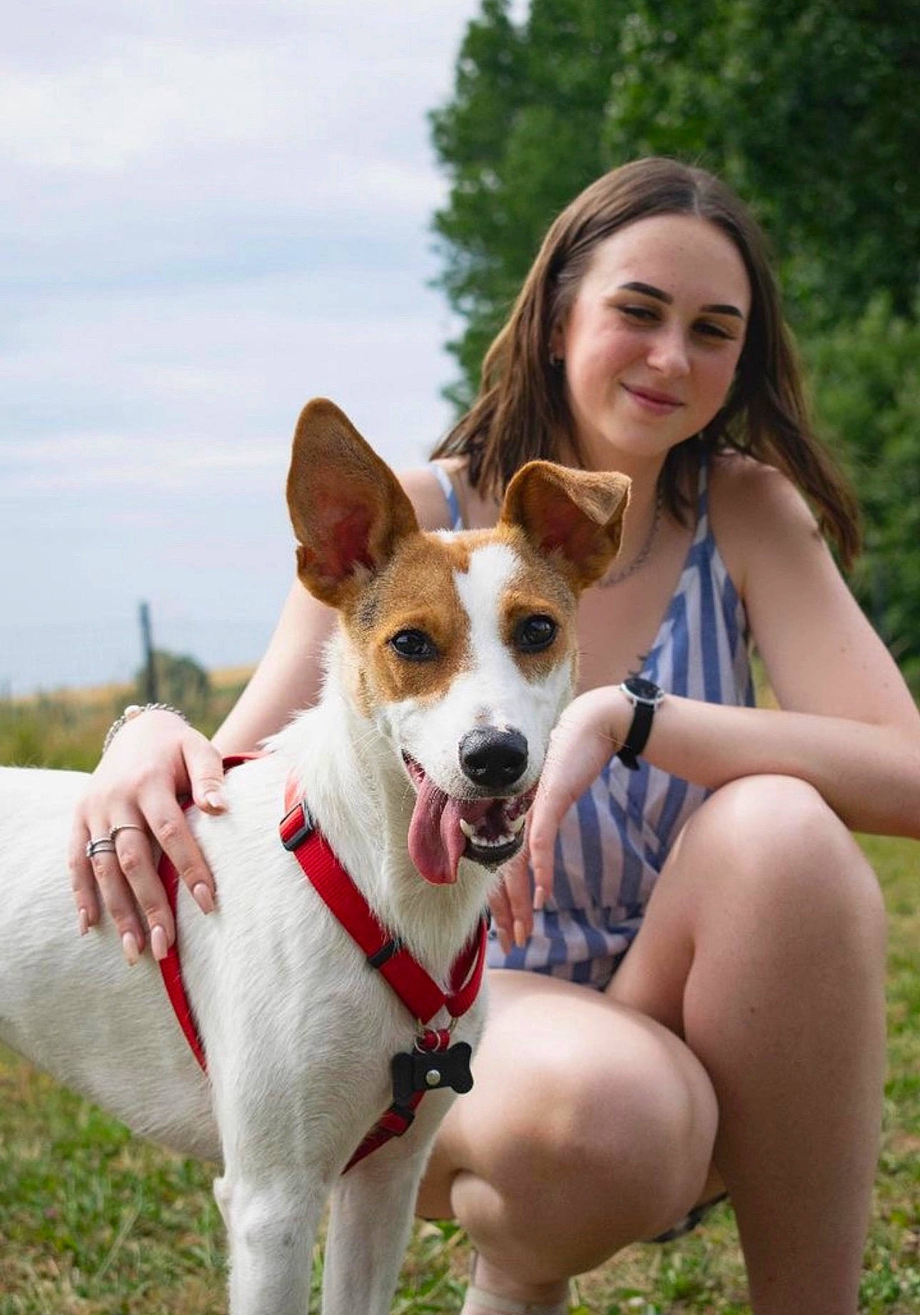 Millie a rejoint le concours — aidez-le/la à gagner de superbes lots ! adventure, canidae, carnivore, clothing, cloud, collar, companion_dog, dog, dog_breed, fawn, grass, happy, hound, leisure, plant, sitting, sky, smile, sporting_group, tree